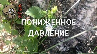 ПОНИЖЕННОЕ ДАВЛЕНИЕ лечим травами (Школа травоведения)