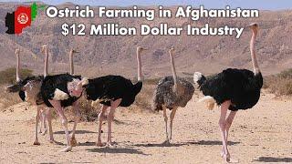 A Booming Business in Afghanistan | Ostrich Farming