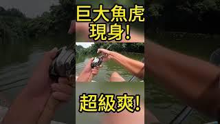 巨大魚虎現身！船被拖著跑！