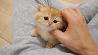 Pucca the kitten slips through the fence to meet his owner.