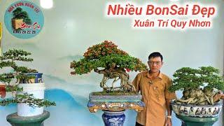 Duối Hoàng Anh Mộc..Giao Lưu Nhiều Tác Phẩm BonSai Đẹp Xuân Trí Quy Nhơn Lh #0365282228