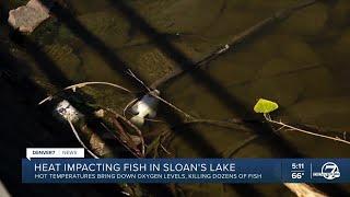 Dead fish are stinking up Sloan’s Lake in Denver. Here’s why.