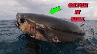 CATCH N' SELL || SPEARFISHING PHILIPPINES || DOGTOOTH TUNA || MEL SPEARFISHING TV!