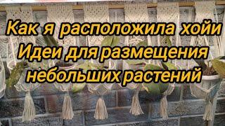 Как расположила хойи на зимовку. Мои идеи для размещения комнатных растений