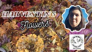 Harvesting Flowers for Seed #fallharvesting #flowerseeds