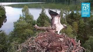 Young Female Osprey Attempts To Fish - (Loch of the Lowes Webcam 2023)