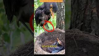 Mother bird with broke leg, serving her baby. #birds