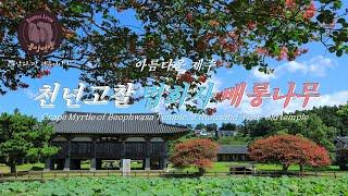 아름다운 제주 –천년고찰 법화사 배롱나무/Crape Myrtle of Beophwasa Temple, a thousand-year-old temple-