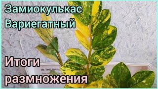 #ЗАМИОКУЛЬКАС ВариегатныйПодвожу итоги #размножение ️ #цветы #растения #суккуленты #ароидные