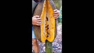 Mít nào ngon, mít nào ngon, mít nào siêu siêu ngon? Trái mít siêu dài - Nhà vườn Bảo Khánh ™ #Shorts