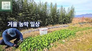 [텃밭 농막]겨울 농막 일상-채소 수확하고 고양이와 함께하는 따뜻한 하루