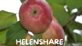 HelenShare is live!So satisfying apples, Lets harvest some #shortsfeed #satisfying