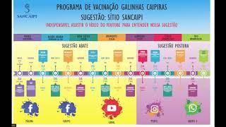 Programação de vacinação de galinha caipira   sugestão sítio sancaipi