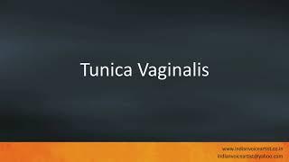 Pronunciation of the word(s) "Tunica Vaginalis".