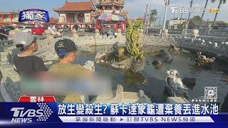 #獨家 放生變殺生? 蘇卡達象龜遭棄養丟進水池 ｜TVBS新聞 @TVBSNEWS02