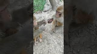 Little monkey has serious injury