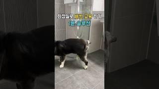 강아지 화장실로 배변교육 하는 방법 1분만에 배우기