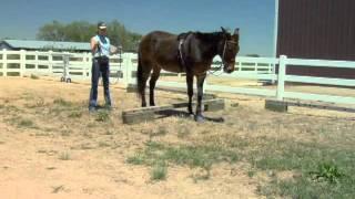 Training Mules & Donkeys