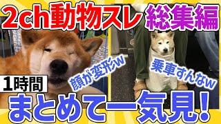 【2ch動物スレ総集編】名作！イッヌの顔が変形／電車に乗ってるイッヌ発見→その結果ｗｗなど１時間イッキ見！