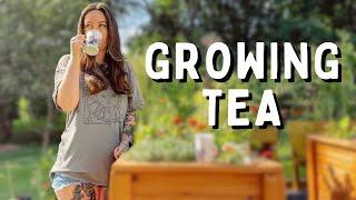 Grow Your Own Tea Plant | Growing a Container Tea Garden