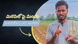 మిరపలో ముడత, వైరస్, తెగుల దృష్ట్యా మందు పిచికారీలు ఎలా ఉండాలి? TFS Sagubadi #suryabhaskar