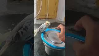 Cockatiel’s First Drum Lesson - Adorable Drummer in Training! #cockatiel  #birdlovers #birds