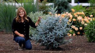 Planting the Most Beautiful Blue Spruce Trees!  // Garden Answer