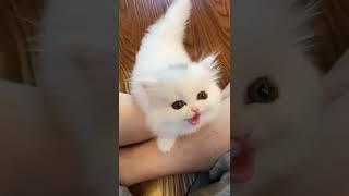 Funny Pet Videos  The V Channel #thevcontent #thevchannel #pet