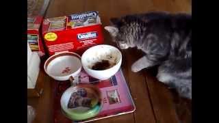 Cat eating with its feet