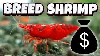 How to Breed Shrimp - A full guide