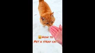 How To Pet A Stray Cat?