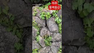 #람사르습지 등재# 제주# 동백동산#2025/5/3#