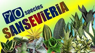 70 SANSEVIERIA SPECIES | HERB STORIES