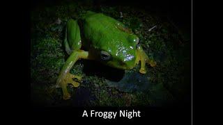 A Froggy Night - 找台北樹蛙 Night Hike Hunt For Taipei Green Tree Frogs.