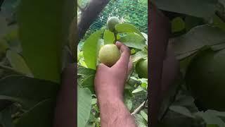 L-49 guvava update in my farmhouse garden/ Exotic plant/ #shorts #anjrural