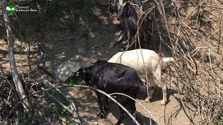 A las cabras les encanta comer hojas de los árboles