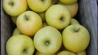 Apple farm in korea(맛있는 황금 사과 (재식 1.2년차))