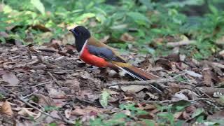 Malabar Trogon - Feeding Behavior