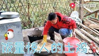 山锅兄弟：农家土鸡饭量惊人，每天两桶香芋小米粥都不够！