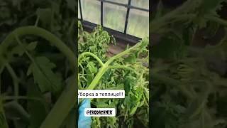 Уборка в теплице  #экодачник #урожай #огород #теплица