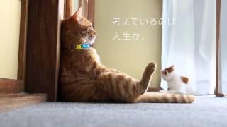 猫CM ねこのきもち　「人生」編