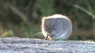 Short-tailed Field Vole - The British Mammal Guide