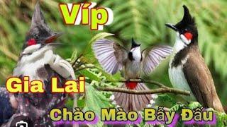 Chào Mào Đấu Gia Lai Giọng 6789 Cao Bằng Hàng Vip 27-10-2024