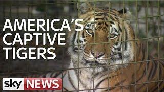 America's Captive Tigers