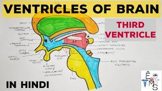 Ventricles of Brain - 1 | Third Ventricle