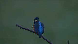 IJsvogel in de tuin (Kingfisher in the garden)