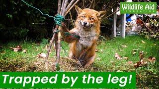 Trapped fox needs rescuing from garden tangle!