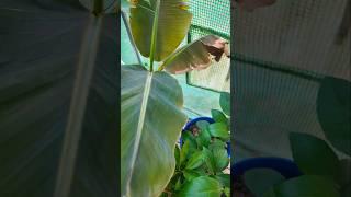 Frost Damage On My Banana Tree #garden #backyardgarden #backyardgardening #Fruittrees #homestead