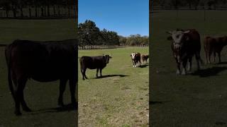 SOLD • 29 acres in Lake Wales, Florida #realestate #countryliving #cattle