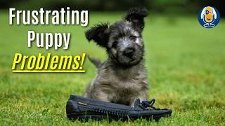 Frustrated Puppy, Frustrated Human! Strategies For Wins With Puppy Raising #286 #podcast